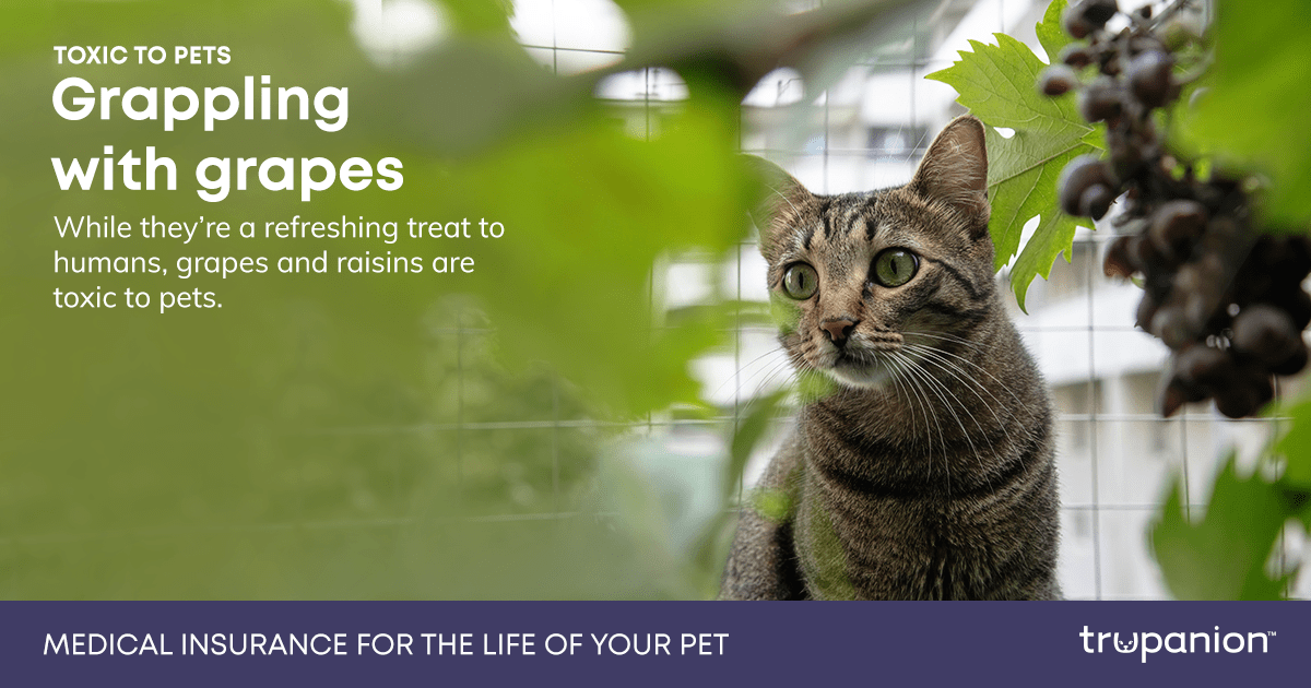 JaneAnimal's tweet photo. To mark Poison Prevention Week, we want to highlight key ways to keep your pets safe at home. It starts with proper storage, using pet-safe products, being aware of toxic plants, and knowing the signs of food poisoning.  #PoisonPreventionWeek https://t.co/fCx2E40Aw2