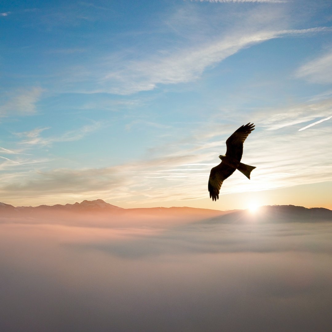 'I’ve always believed things will get better. The sun will shine again, the birds will sing and we’ll all have a lovely day tomorrow,’ A little Monday motivation for Captain Sir Tom ☀️🦅 #mondaymotivation