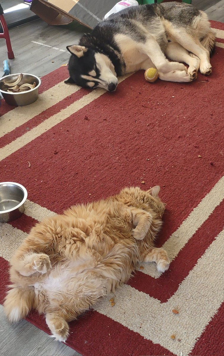 It's taken a little over 6 months but they can finally be in the same room together and sleeping on the same rug (pay no attention to the rug, it needs a vacuum). Too happy to not share!