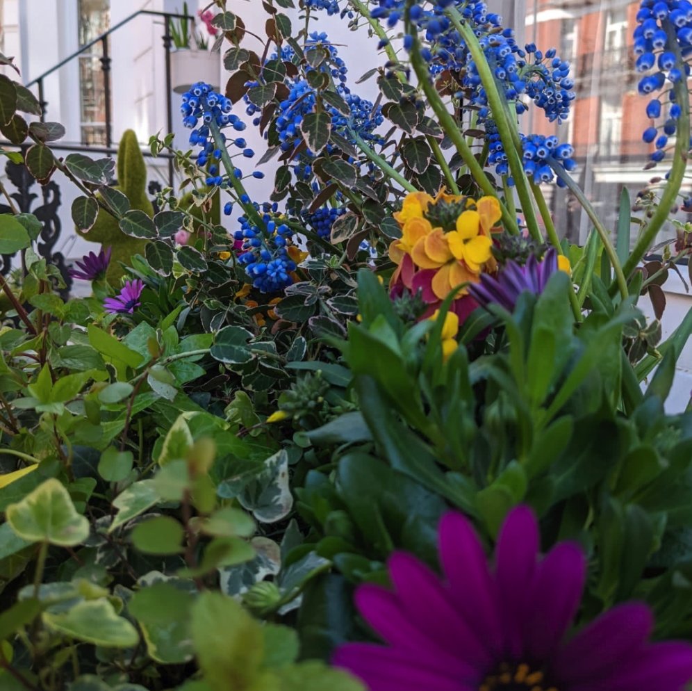 Bright flowers to hopefully kickstart a beautiful week!

#londongardener #springplanters #prettylondon #corporatelondon #beautifullondon #londonflowers #londonplants #flowersoflondon #plantsoflondon #gardenoflondon #windowgarden