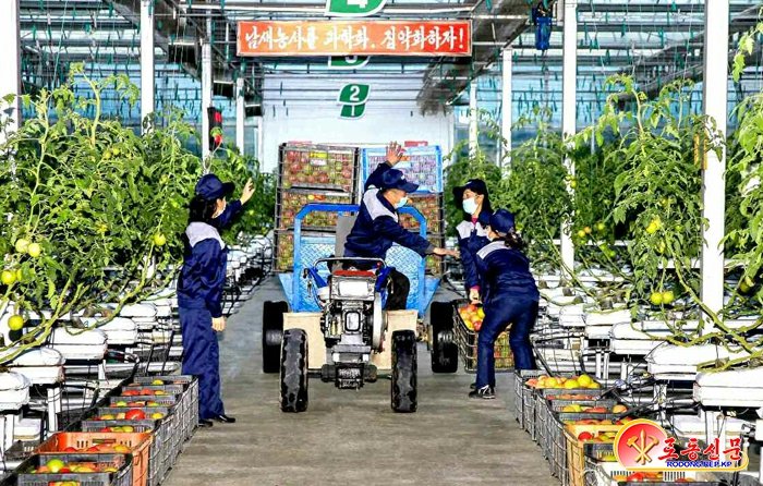 rwinstanleyc's tweet photo. 'Jungphyong Greenhouse Farm under North Hamgyong Provincial Rural Economy Committee of #NorthKorea has produced a large amount of vegetables for a little more than three years after its inauguration, contributing to enriching the people’s diet...' #rodong https://t.co/6IhZv73maI https://t.co/WZiTi3LuR8