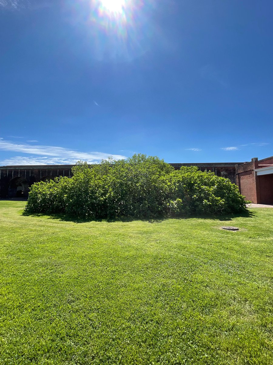 Fort Pulaski NM tweet media