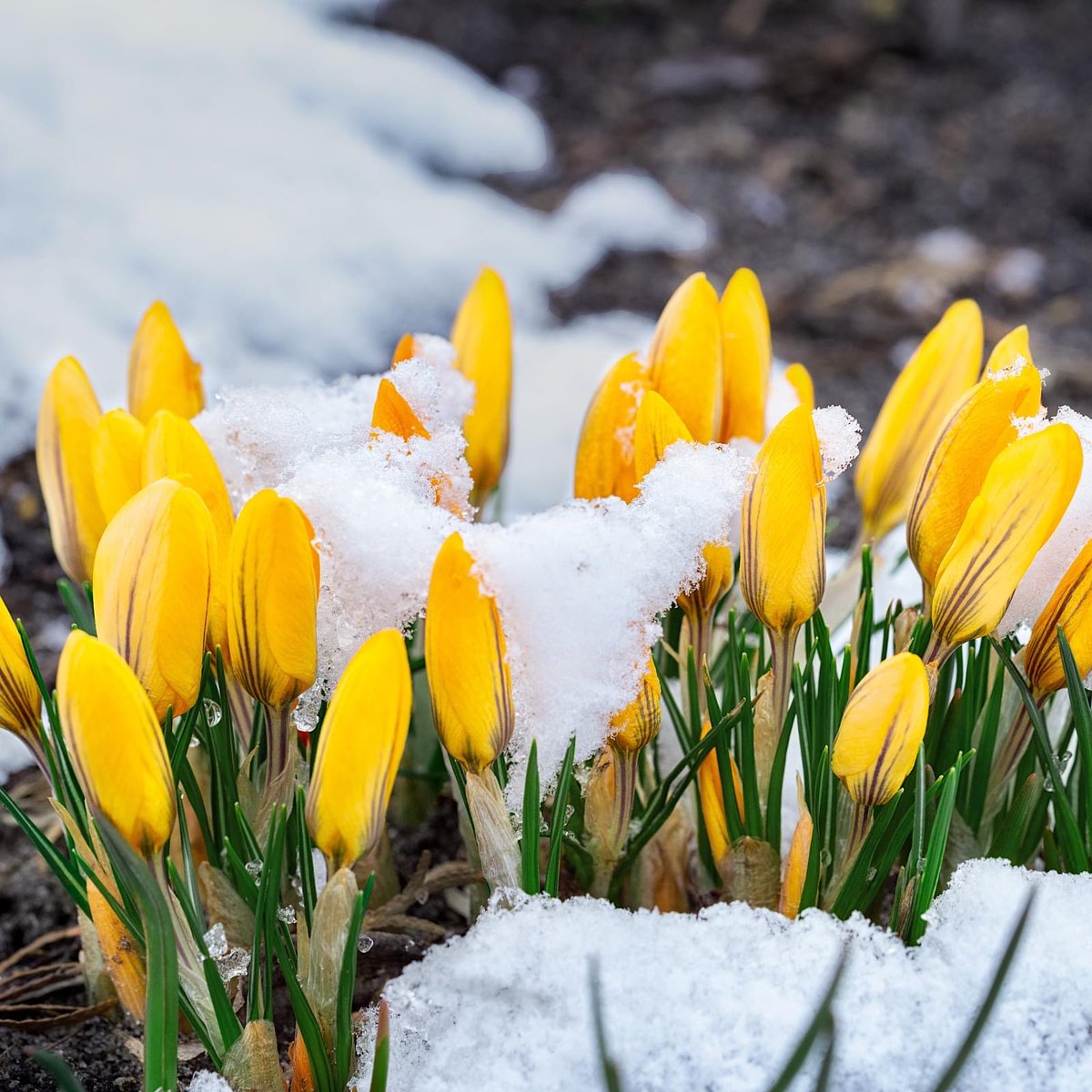 Rejoice! Spring Has Sprung in Ouray, Colorado

Learn more: postly.app/2MUf

#ourayco #twinpeaks #vacation #mountainvacation #twinpeaksouray