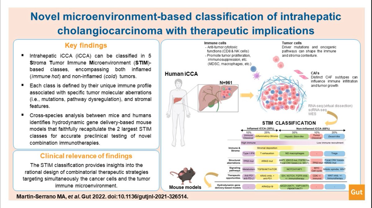 Excellent #GUTAbstract by <a href="/siadaniela/">Daniela Sia</a> on 

"Novel microenvironment-based classification of intrahepatic cholangiocarcinoma with therapeutic implications" via bit.ly/3yAs9o4

Paper: bit.ly/3yDKXCW

 #CholangioCarcinoma #CCa