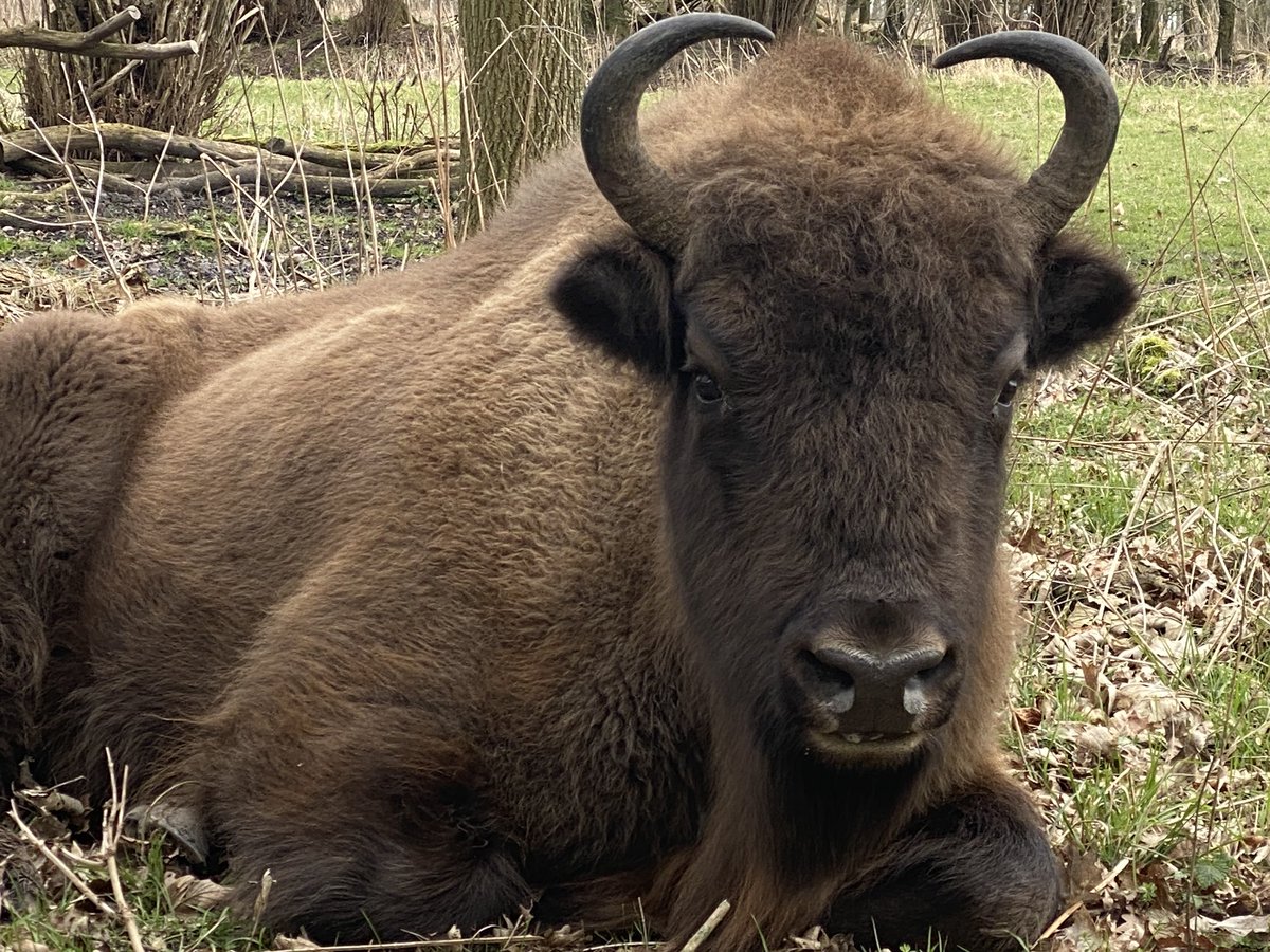 andredonker's tweet photo. Luisterend naar sir David Attenborough het volgende: ‘96% van alle zoogdieren op aarde zijn wij mensen en onze landbouw huisdieren. 4% zijn alle wilde soorten bij elkaar’. Ik denk dan:’We hebben als mens al verloren’. https://t.co/BoidSHHt7Q