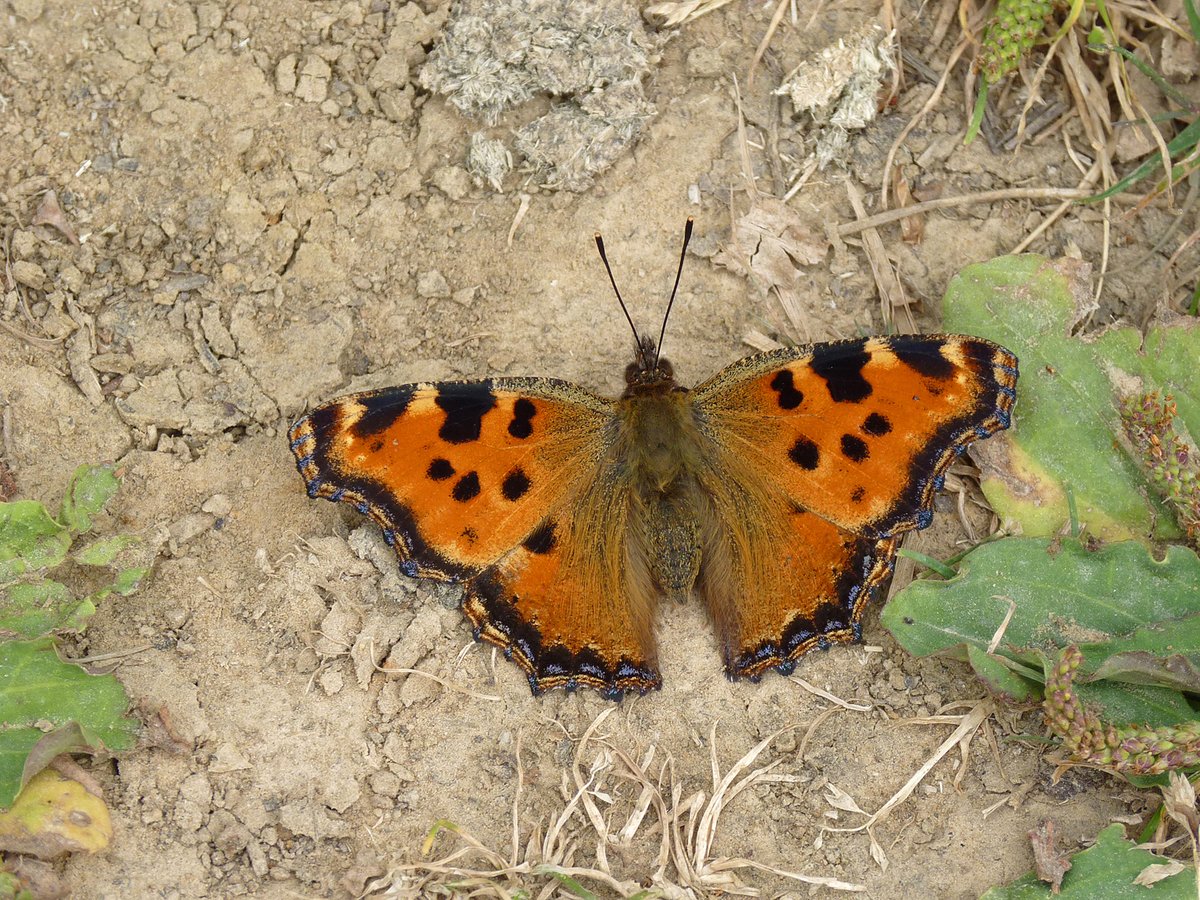 Celebrating #WorldRewildingDay

🦋 Last year our safari guides made an extraordinary discovery – the large tortoiseshell butterfly, officially extinct in the UK, is now breeding at Knepp. Its larvae feed on elms, cherry and sallow…our rewilded scrub provides them with plenty.