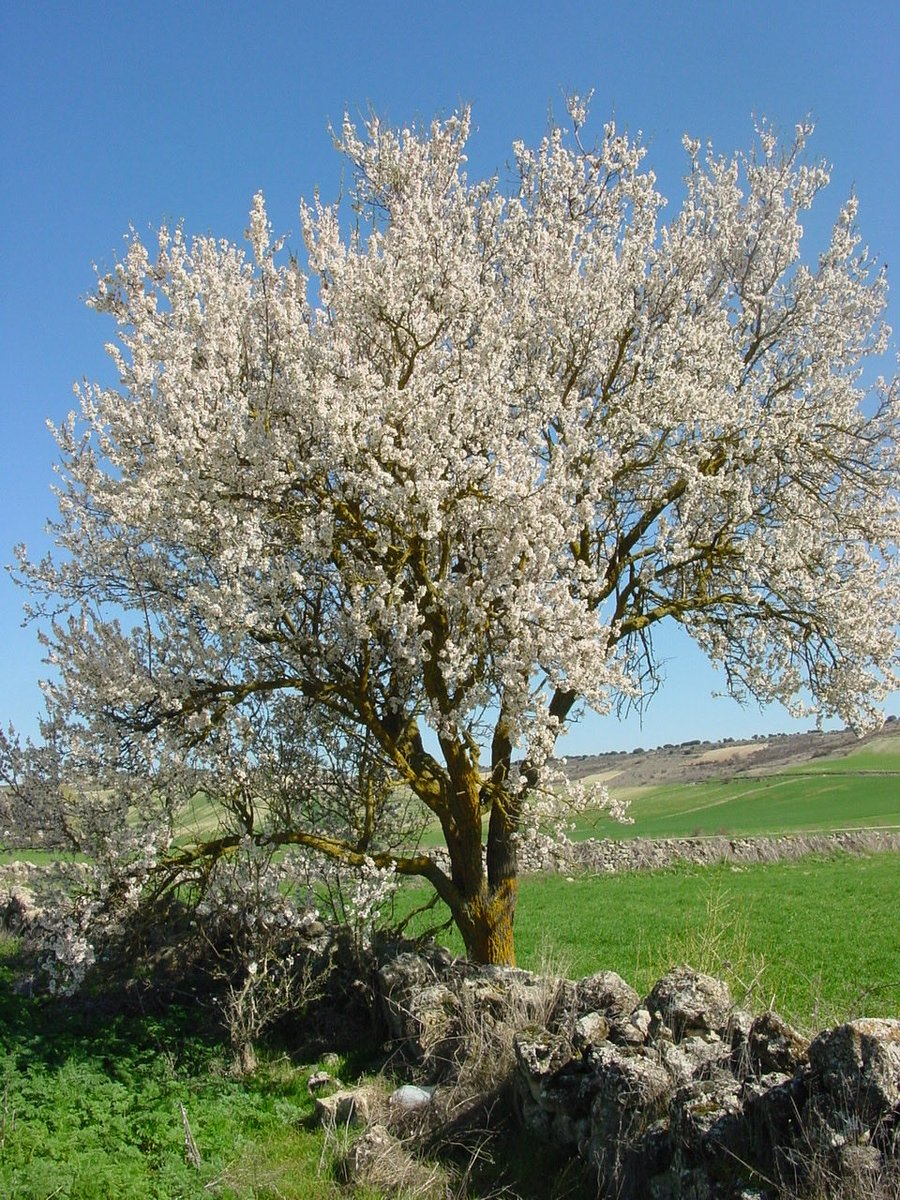 enzobianchi7's tweet photo. Oggi 21 marzo inizia la primavera e il mandorlo è di nuovo fiorito:
questo è il miracolo, questo ricominciare della vita nella natura,
questa fioritura di piante che parevano morte.
Anche tu amico/a sappi dire: oggi io ricomincio!
e sentirai in te la primavera, un rinnovamento… https://t.co/opmEfozh9s