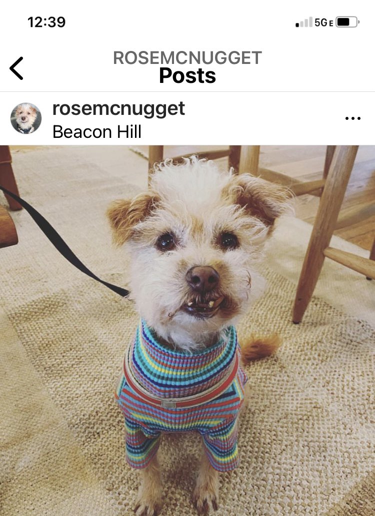 Stolen Dog - Mt Vernon street Boston! Please help

2 men in a blue Honda civic took her off the street