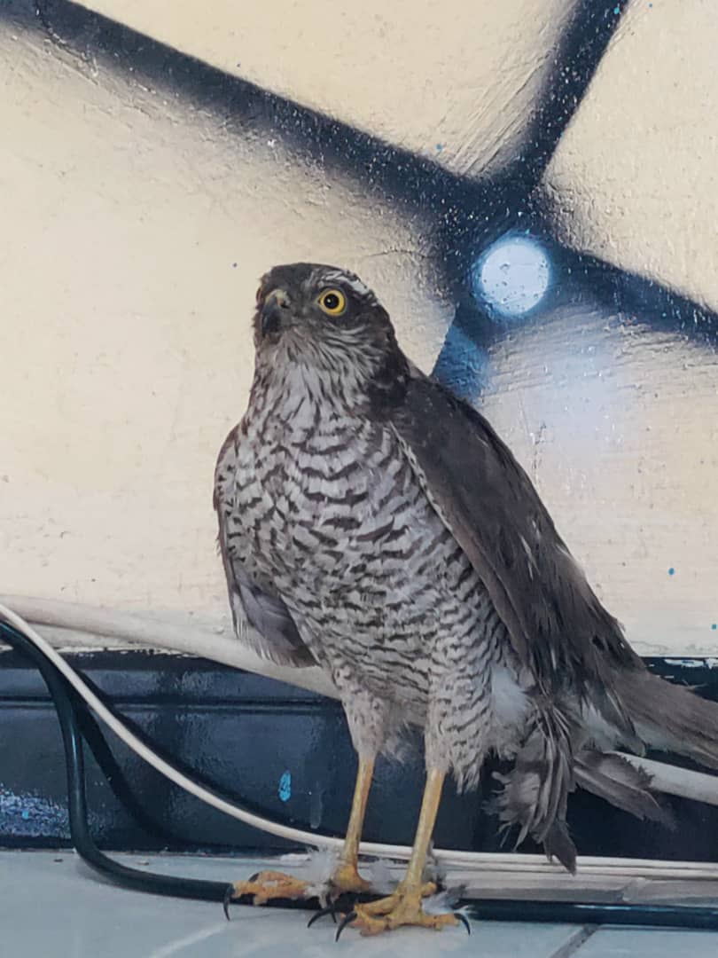 الصقر للبيع ............