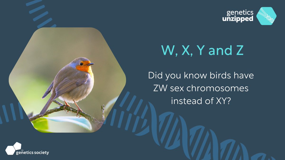 There’s more to sex than X and Y!
In birds, females carry the ZW sex chromosome pair while males carry a ZZ pair.

Listen to the full story: geneticsunzipped.com/blog/2023/03/2…

#sciencetwitter #dyk
