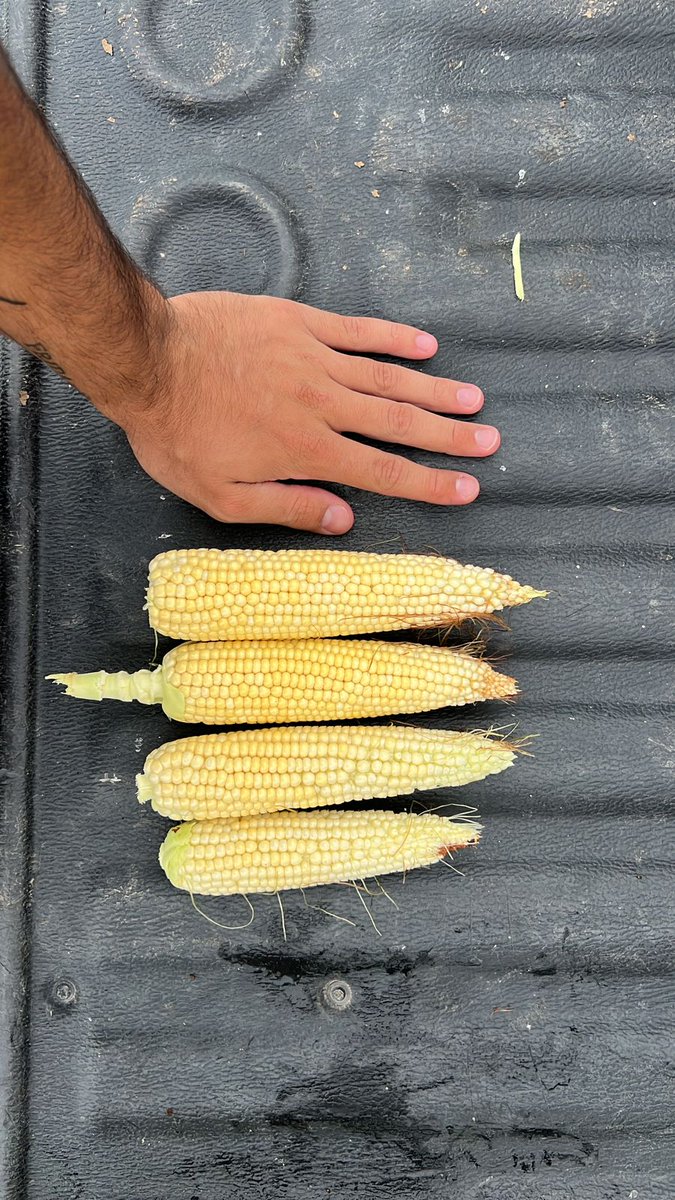 Brunomacchi5's tweet photo. Acrux PWE - 🚩 Bell Ville
Borax PW - 🚩 Guatimozin
Acrux PWU - 🚩Hernando
Borax Pwu - 🚩 Hernando

Nuestros Hibridos 💣... Nuestras Tecnologias!
@ALZ_Agro @semillasnord https://t.co/cbLZ4jWZNt