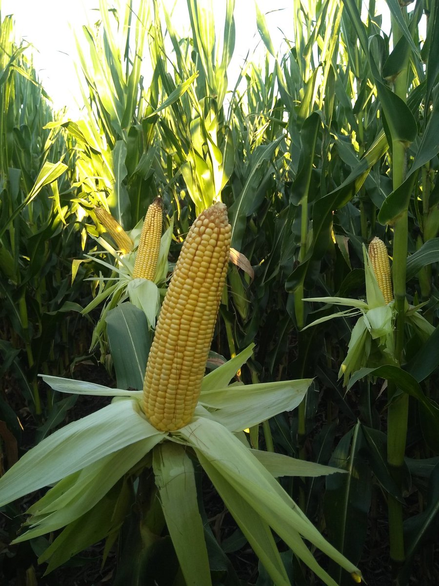 Brunomacchi5's tweet photo. Acrux PWE - 🚩 Bell Ville
Borax PW - 🚩 Guatimozin
Acrux PWU - 🚩Hernando
Borax Pwu - 🚩 Hernando

Nuestros Hibridos 💣... Nuestras Tecnologias!
@ALZ_Agro @semillasnord https://t.co/cbLZ4jWZNt