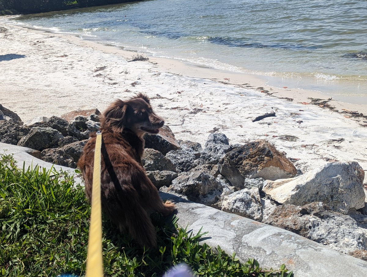 @Celeb_Dachshund @StPetePier Chester is in the area too