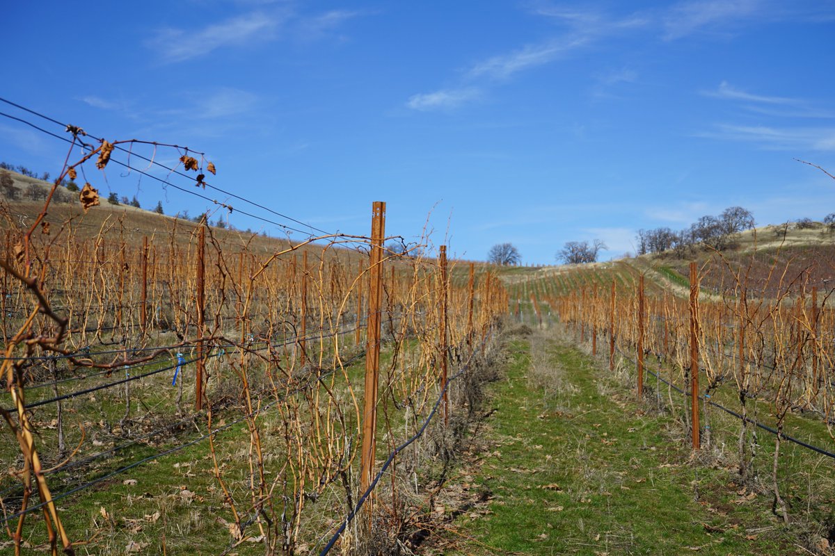 3Mile_Vineyard's tweet photo. The vines still lie dormant, but they are showing the first signs of awakening with tiny leaf buds peeking out from the canes. 

We enjoy the calm moments just as much as the busy ones. 

#threemilevineyard #vines #canes #views #sky #landscape #rows #oak #nature #thedalles #pnw https://t.co/KuWLoEBgGi