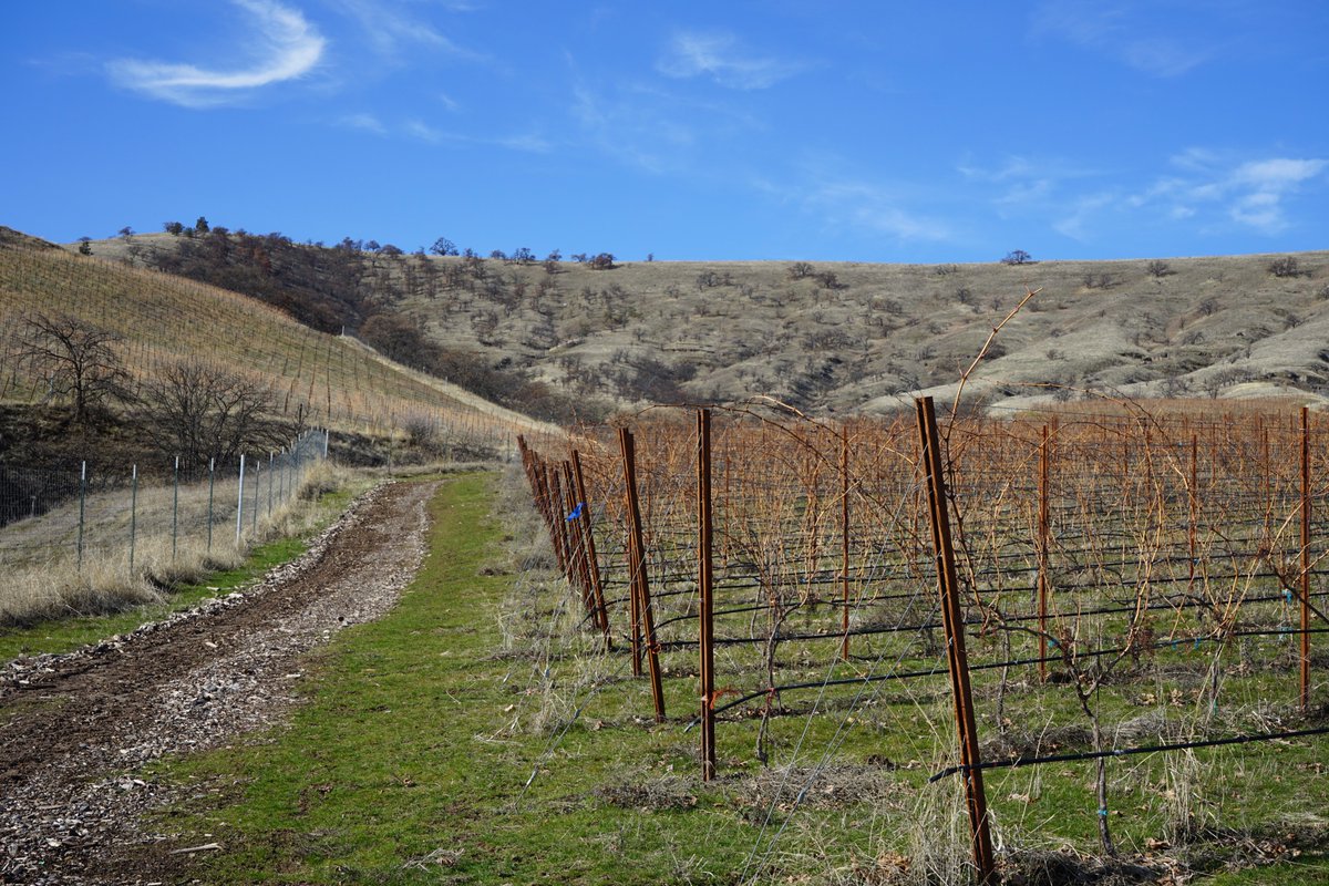 3Mile_Vineyard's tweet photo. The vines still lie dormant, but they are showing the first signs of awakening with tiny leaf buds peeking out from the canes. 

We enjoy the calm moments just as much as the busy ones. 

#threemilevineyard #vines #canes #views #sky #landscape #rows #oak #nature #thedalles #pnw https://t.co/KuWLoEBgGi