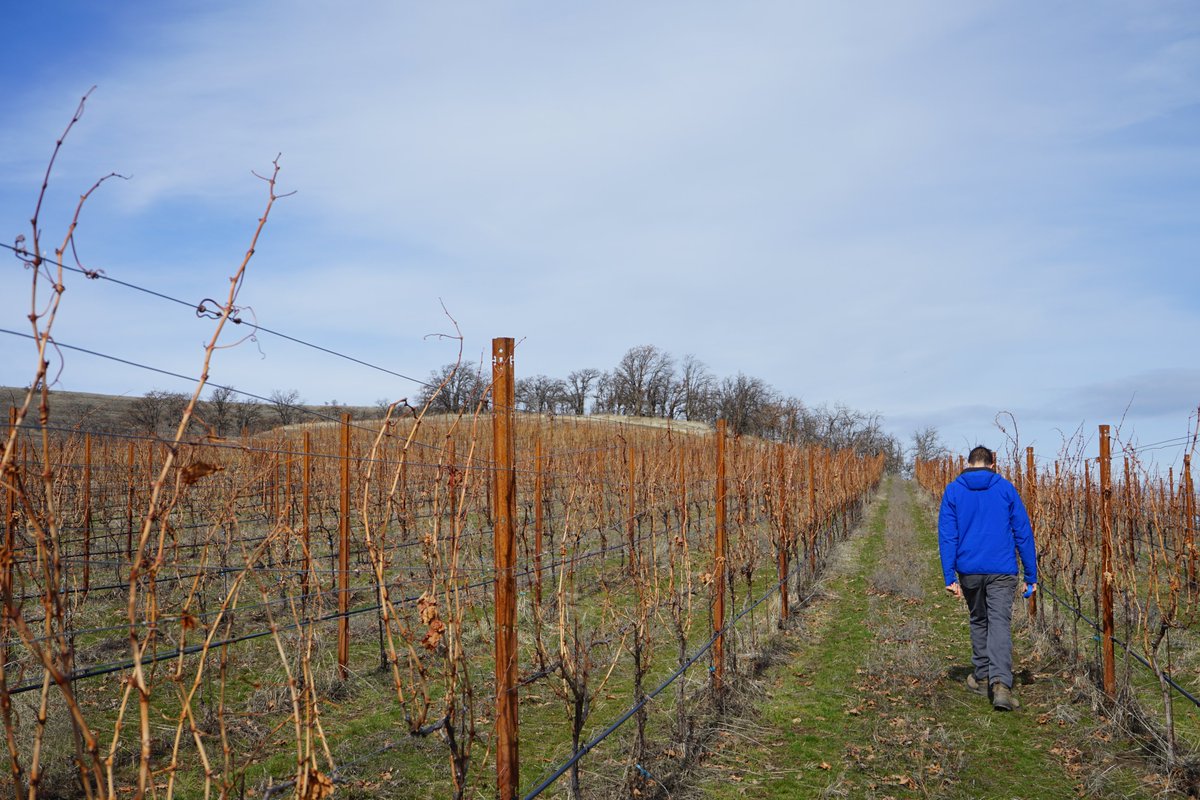 The vines still lie dormant, but they are showing the first signs of awakening with tiny leaf buds peeking out from the canes. 

We enjoy the calm moments just as much as the busy ones. 

#threemilevineyard #vines #canes #views #sky #landscape #rows #oak #nature #thedalles #pnw