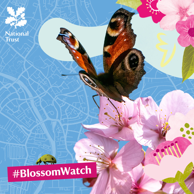 nationaltrust's tweet photo. Have you heard the buzz? Blossom’s on its way.

Visit the National Trust website to discover all the places we care for where you’ll find blossom. #BlossomWatch