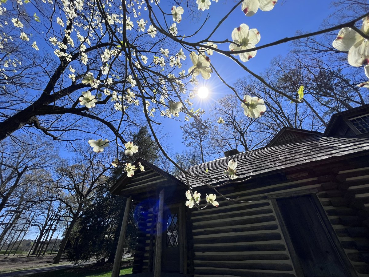 BerryAlumni's tweet photo. Happy first day of Spring! The dogwood trees have just started blooming on campus and they’re just beautiful 🌳 https://t.co/oSq3ZwHvOx