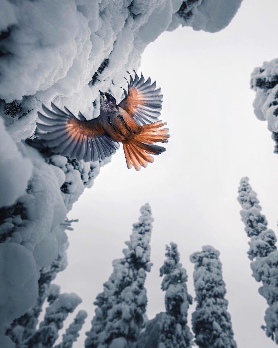 Ren geyiklerinin çektiği kızaklar, Noel Baba hikayeleri ve Kuzey Işıkları… Finlandiya’nın en büyüleyici bölgesi Laponya da kış 🫥