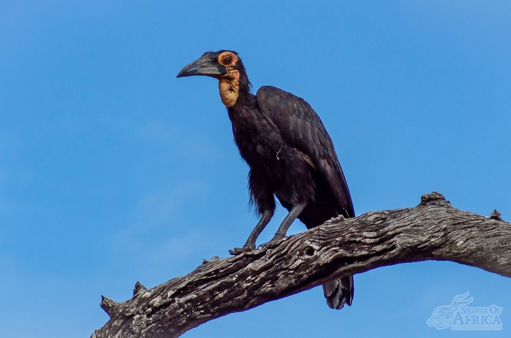 SOASafaris's tweet photo. #MondayBirdDay - Took a moment with this Southern Ground Hornbill who hopped up on a branch to perch in Kruger National Park, South Africa. Not the prettiest bird, but certainly a fascinating one!
Pic by Toby Brown of Sights Of Africa
… https://t.co/ydEftLQwA6 https://t.co/kqwDb24zUq
