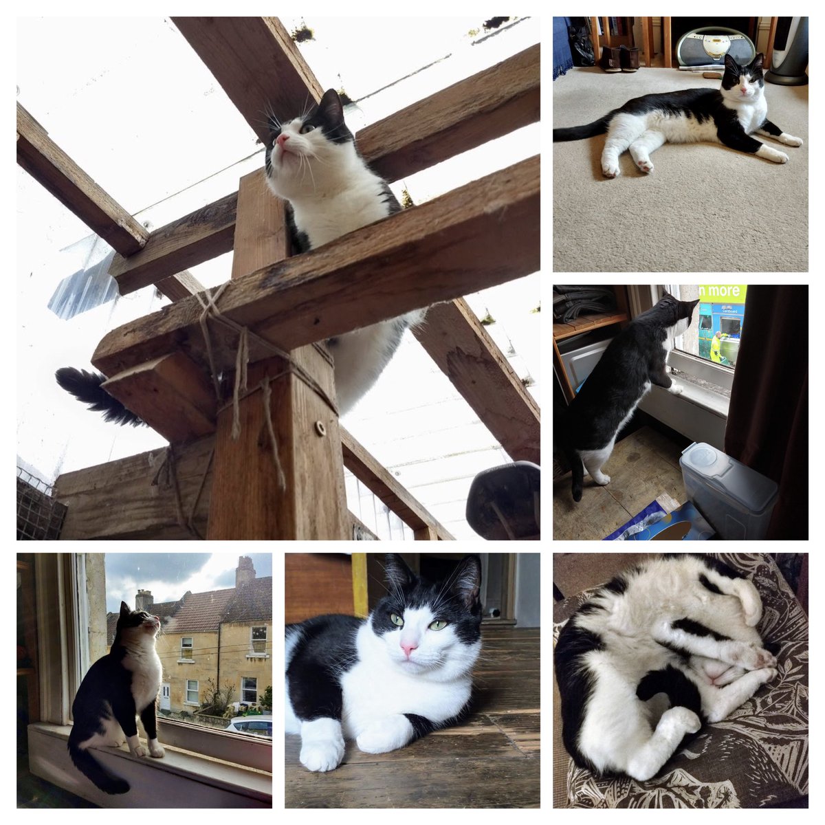 Milo🌈 Tobias🌈and Jasper🌈 tweet media