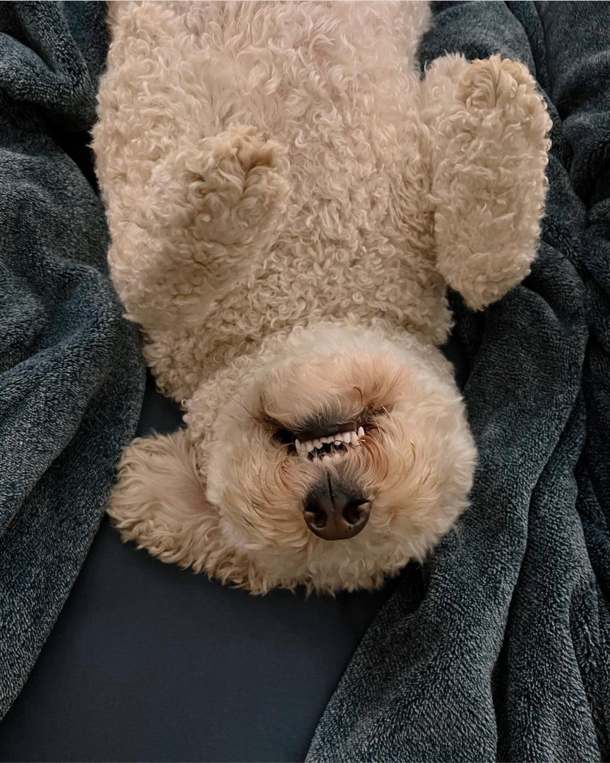 atlantapetlife's tweet photo. "Hey Dood, turn that frown upside-down. It's Firday!"๐
๐ถ Ivy
#atlantapetlife #AtlantaDogs #heydood #DogsofAtlanta #atlantapets #doggo #atlpets #atlantadogs #dogsofatlanta #friday https://t.co/dwFGomsPxc