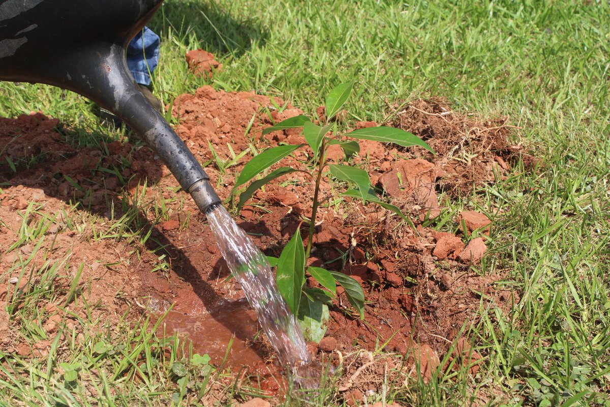 MoJCA_Eswatini's tweet photo. @MoJCA Minister Pholile Shakantu at  Mary's High School during the #TreePlantingInitiative to raise awareness on the importance of forests &amp; trees. Assisted by the Headboy Blessing Mtsetfwa and Headgirl Zenkosi Tsela, Minister planted the Royal Palm Tree  &amp; the Camphor Tree. https://t.co/oYuuBjiveT