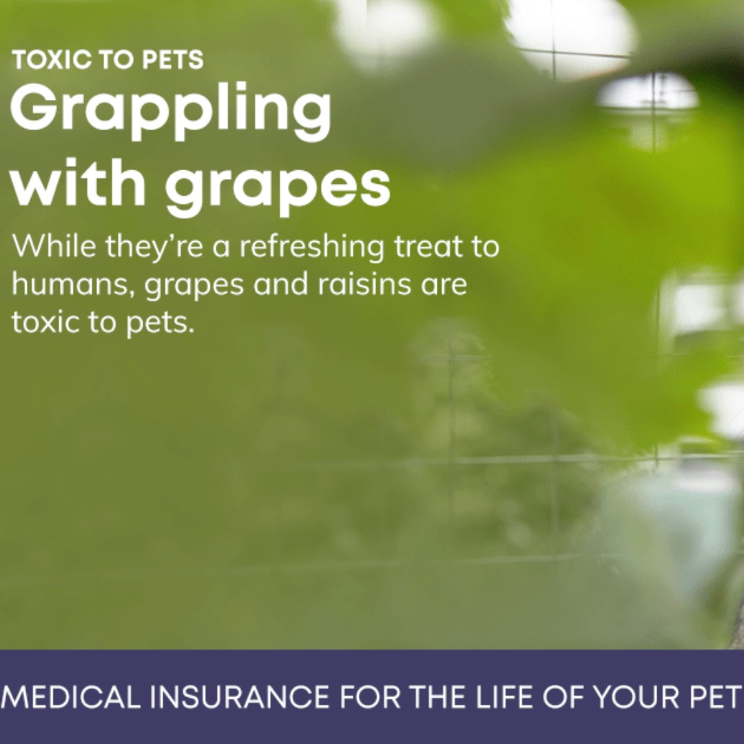 JaneAnimal's tweet photo. To mark Poison Prevention Week, we want to highlight key ways to keep your pets safe at home. It starts with proper
storage, using pet-safe products, being aware of toxic plants, and knowing the signs of food poisoning. .
#PoisonPreventionWeek https://t.co/H6L6eADesG
