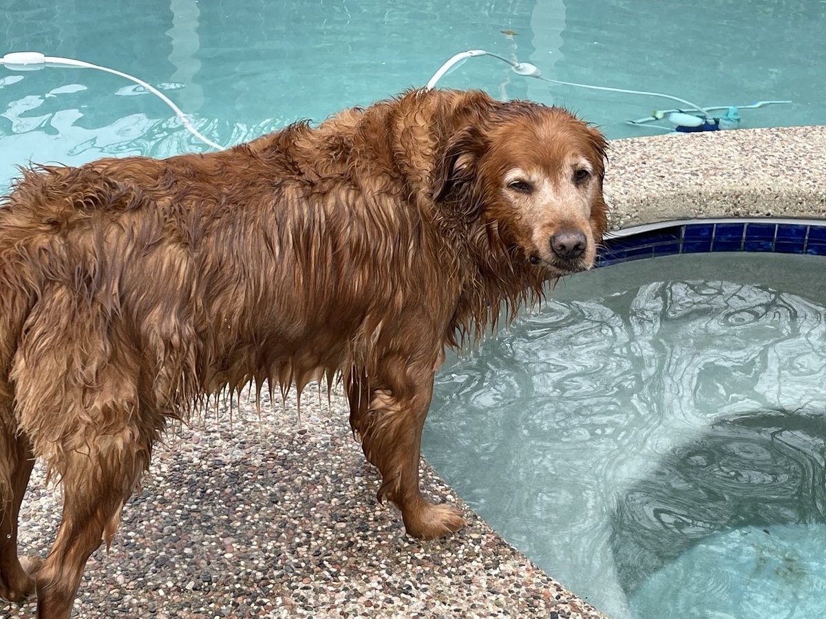 Heard a splash, found him in the spa. Winter’s over. Max says it’s pool time! #spring #goldenretriever #CaliforniaDogs