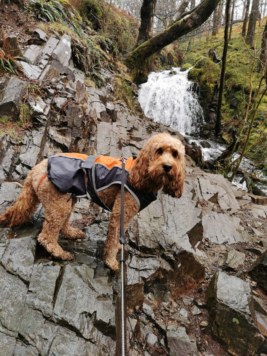 the_cockapoo's tweet photo. A rather damp stroll around @nationaltrust Tarn Hows!

#cockapoo
#dogsoftwitter 
#WalkYourDog https://t.co/s7lhNoFDd5