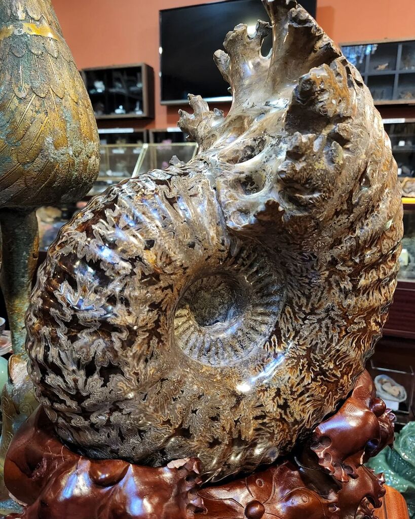 Natural Pavlovian Ammonites Fossil | #Geology #GeologyPage #Fossil 

Age: Late Cretaceous 
Location: Madagascar 

Photo Copyright © minerals museum singapore

Geology Page 
geologypage.com instagr.am/p/CqBLFgToSQA/
