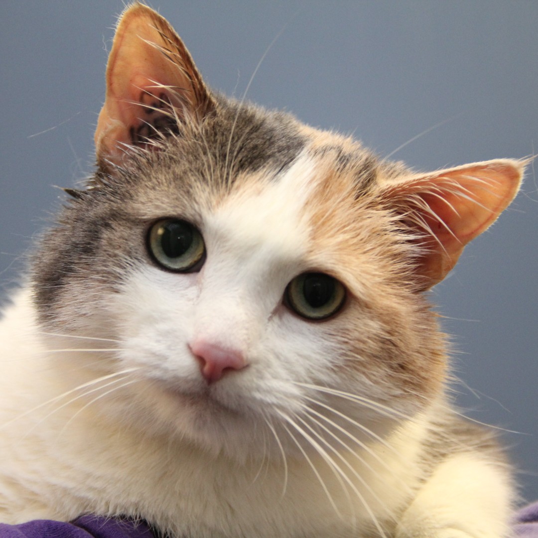 WinnipegHumane's tweet photo. Meet Angel! 😇❤️ This gorgeous senior cat is gentle, sweet &amp; ready to welcome you into her room for a visit. It won't take long for her to convince you she's a true gem &amp; ready to be your sidekick at home. Visit this 8-year-old sweetheart today at 45 Hurst Way. #AdoptDontShop https://t.co/HYRcblqplG