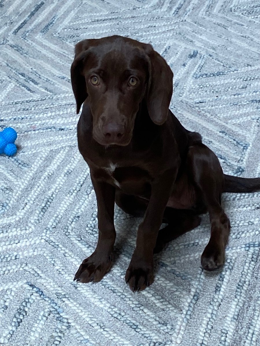 Our new rescue pup to start off your week.  She is a Weimaraner/Lab mix with ears as tall as her legs 🐾 💕