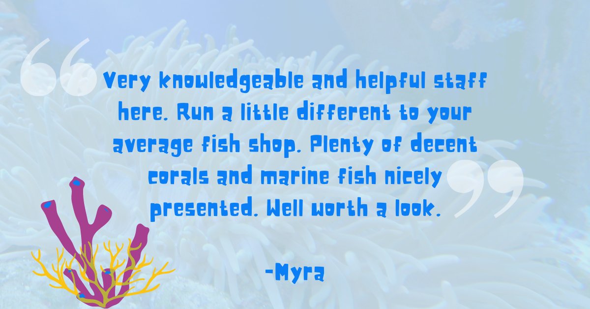TheCoralCentre's tweet photo. We're always happy to get a good review!

Pop into our store if you're interested in browsing our selection. There's something for everyone!

Or feel free to visit us online: https://t.co/2eV9rM5Az9.

#coral #softcoral #coralreefs #coralcare #coralreefs #localbusiness https://t.co/WsT8tv1T8R