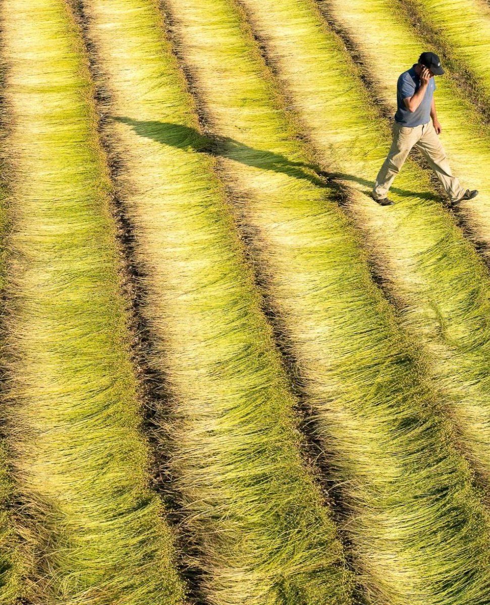 flaxlinenhemp's tweet photo. [#Culture] 🇬🇧 From mid-March, our flax-linen #farmers are already on the alert to sow #flax #linen🌱

The flax-linen will then be pulled out and placed on the ground for the retting stage, before being #scutched and then #combed

📸: @sebastienrande https://t.co/Q5BpeVMY7t