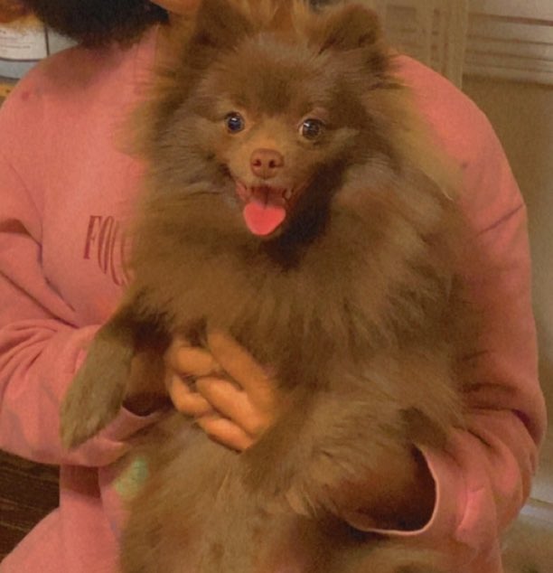 itsreallyrelley's tweet photo. @blackpeoplepets Pomeranian https://t.co/378xnqRMVw