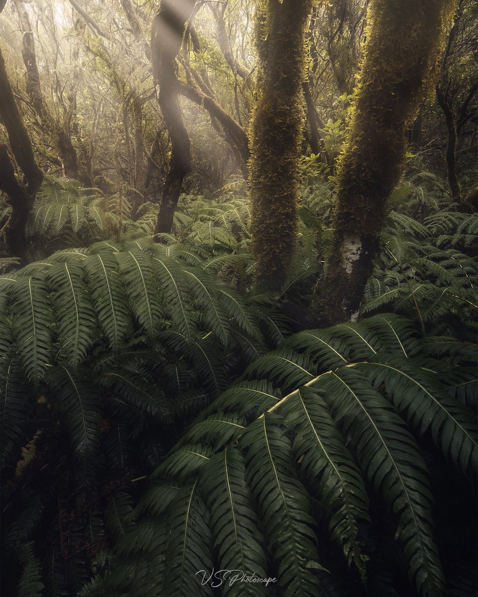 GM everyone! I’d like to welcome spring with an image from the beautiful trees of Tenerife.

Btw I have a photo you coming up in May 14-21, check out my website vsphotoscape.com

How’s your first day of Spring?

#tenerife #phototour #phototravel #spring