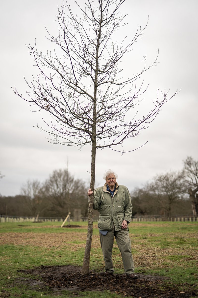 “The #queensgreencanopy has created an invaluable national legacy for our children, future generations and the planet itself.”

Said QGC Ambassador Sir David Attenborough as he planted an English oak #tree in Richmond Park today, in honour of the late Queen Elizabeth❤️