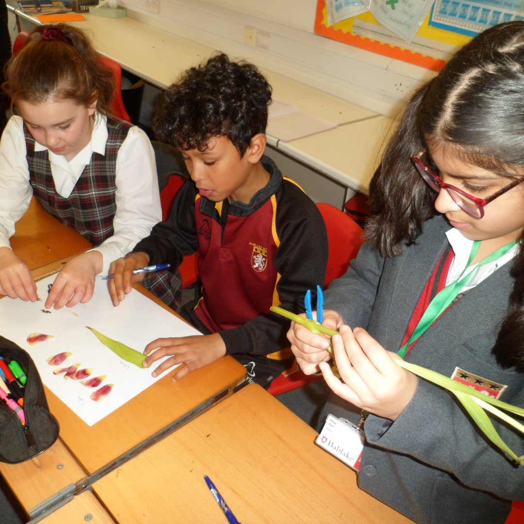 BablakeJunior's tweet photo. Check out these budding botanists! Year 5 have been getting hands-on with nature by dissecting tulips and learning about the different parts of a flower. Who knows, we might have some future horticulturalists in the making! 🌷🌱 #STEMeducation #naturelovers #futurebotanists https://t.co/puBojpLNyJ