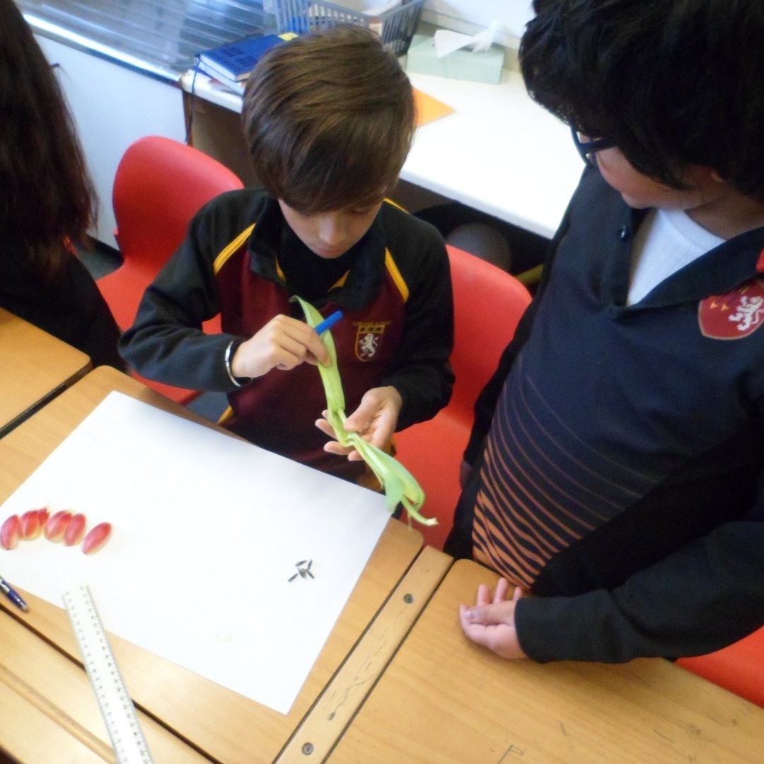 BablakeJunior's tweet photo. Check out these budding botanists! Year 5 have been getting hands-on with nature by dissecting tulips and learning about the different parts of a flower. Who knows, we might have some future horticulturalists in the making! 🌷🌱 #STEMeducation #naturelovers #futurebotanists https://t.co/puBojpLNyJ