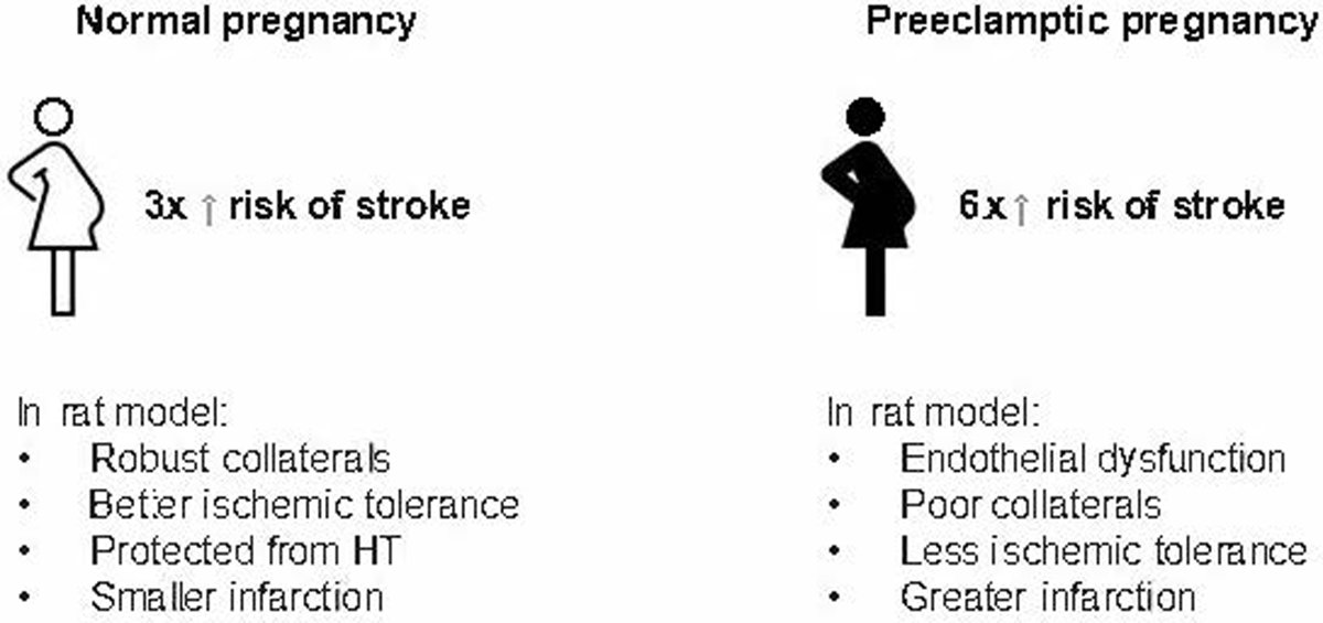 2/ Check out the article by Cipolla et al ahajournals.org/doi/10.1161/ST… 

#GoRedforWomen #AHAJournals <a href="/CipollaLab/">Cipolla Research Lab</a>