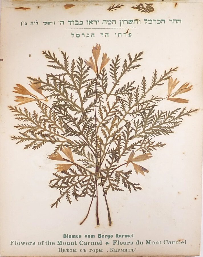 Love_antiques's tweet photo. 🧡 FEATURED ITEM: #Antique Jerusalem Olive Wood Pressed Flower Book

A lovely pressed #flowerbook, w/prints of hills near #Jerusalem where the flowers &amp; leaves were sourced!

Price: £175 / $215

🌺 View: https://t.co/hQF1IIzzDB

#flowerbooks #antiquebook #antiques #flowerart https://t.co/fhMwqt3r0G