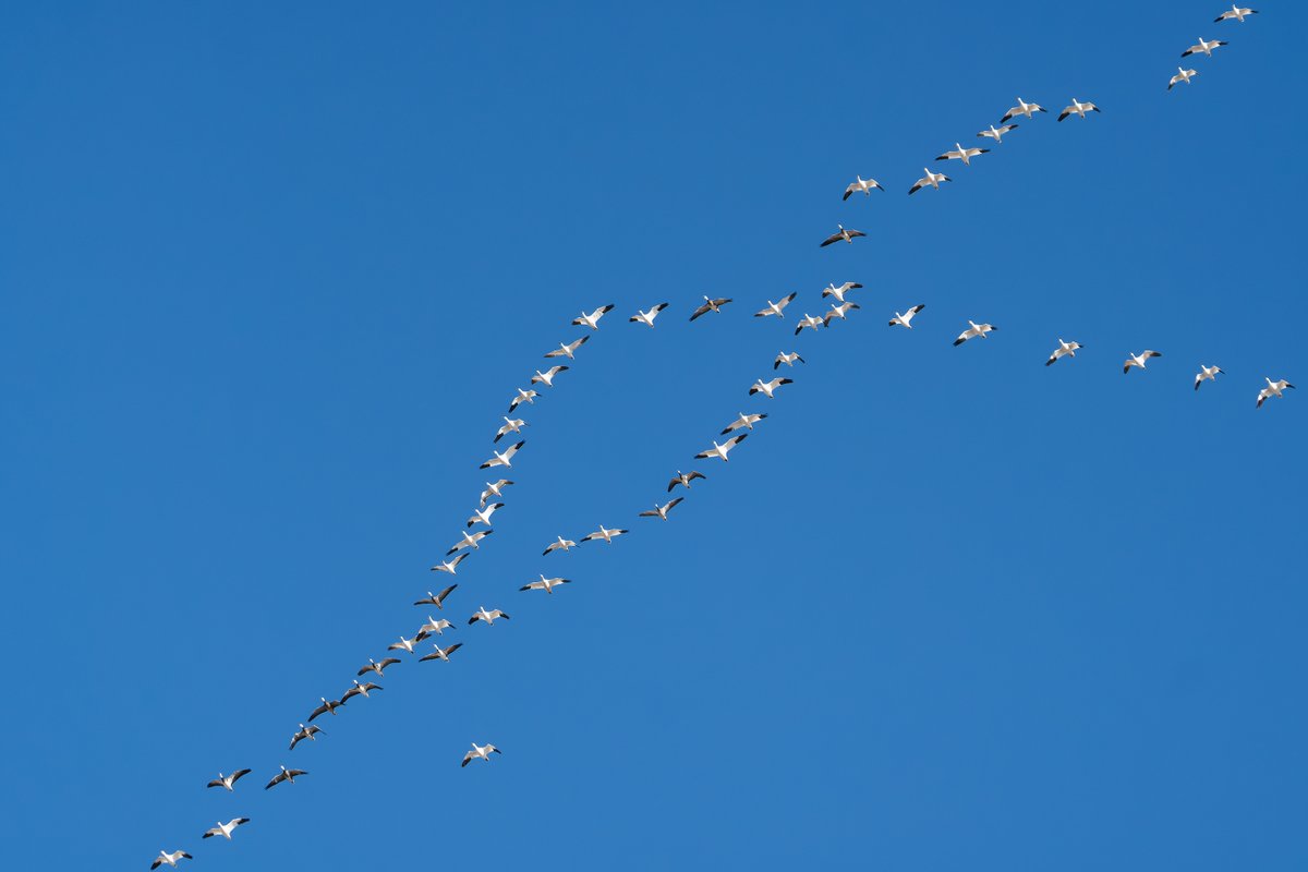 @lynxedicions Snow Goose (Anser caerulescens)
Grand Island, Nebraska. Mar 2023