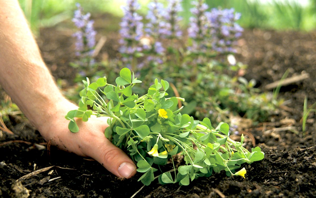 It's hard to ha...bhg.com/gardening/pest…