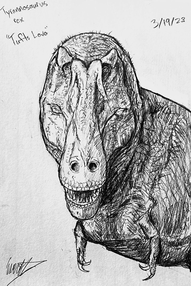 theeverett1107's tweet photo. Tyrannosaurus sketch, based on Tufts Love https://t.co/L7VCd98sFn