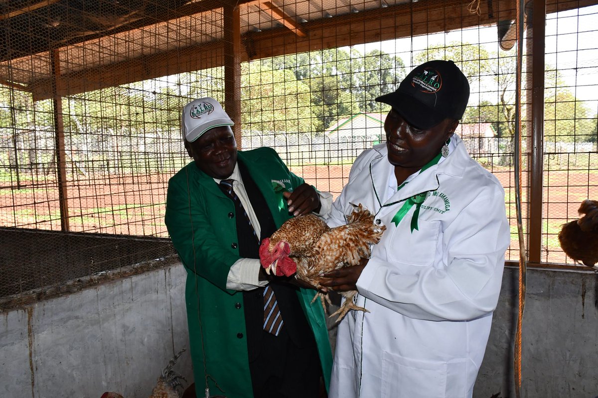 Today we officially commissioned the KALRO Poultry Breeding and Multiplication House at the Non-ruminant Research Institute in Kakamega and also released the Improved KALRO Chicken  KC3 breed line <a href="/AgriFIcsapp/">AgriFI CS APP</a>