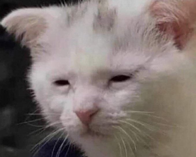 mishelech's tweet photo. Lunes: Los clientes no se fueron de puente... 
Y pues el gato me representa🥱😴😵‍💫 https://t.co/e0FivG3OpD