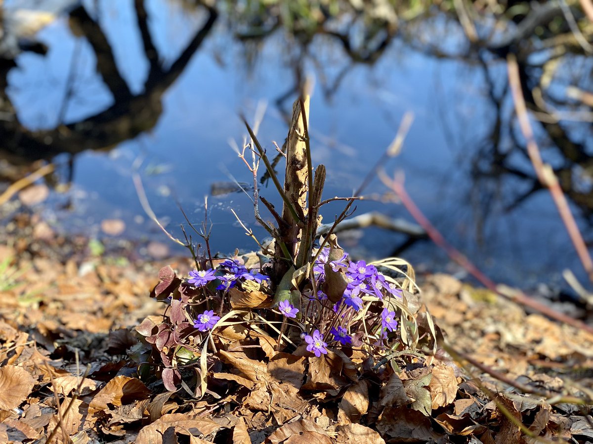 planwerk's tweet photo. @bergblick6588 @Muschelschloss Samstag war klasse Wetter. Hier der Bergblick an den #Osterseen bei #Iffeldorf https://t.co/HOjnOSKEsd
