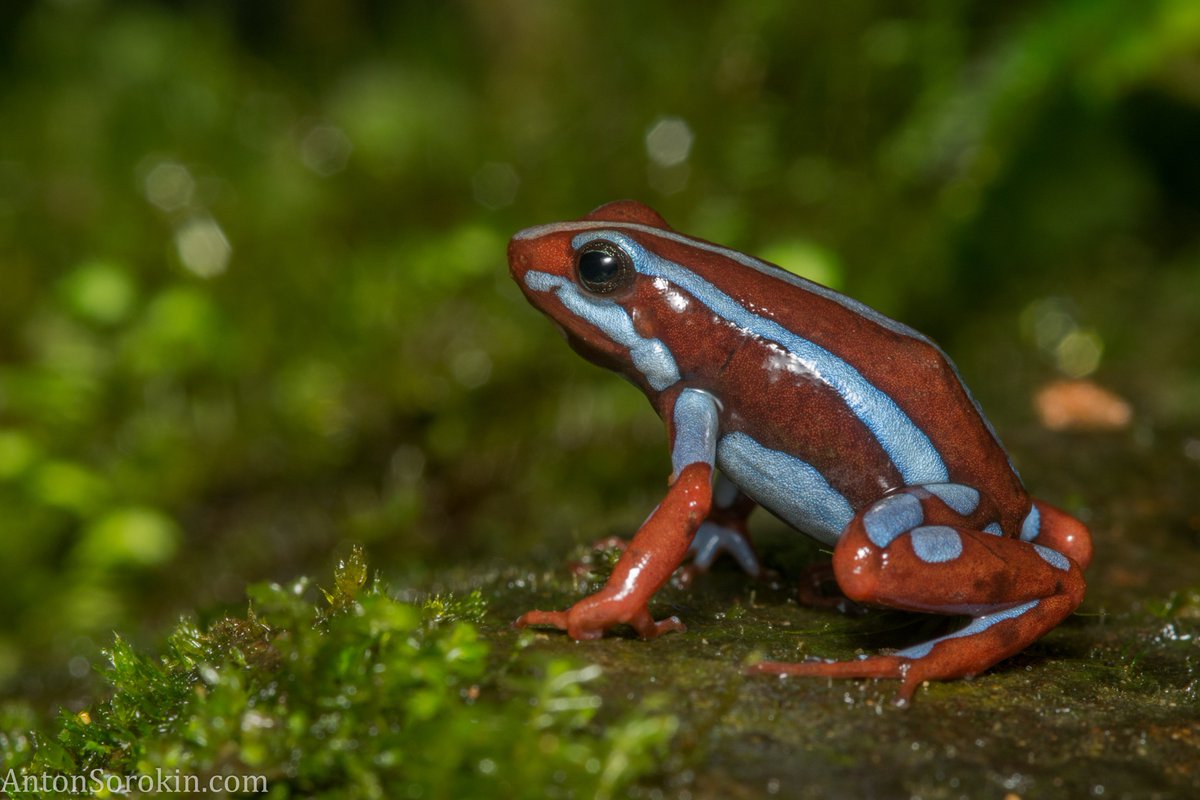 Happy #worldfrogday! 🐸🐸🐸