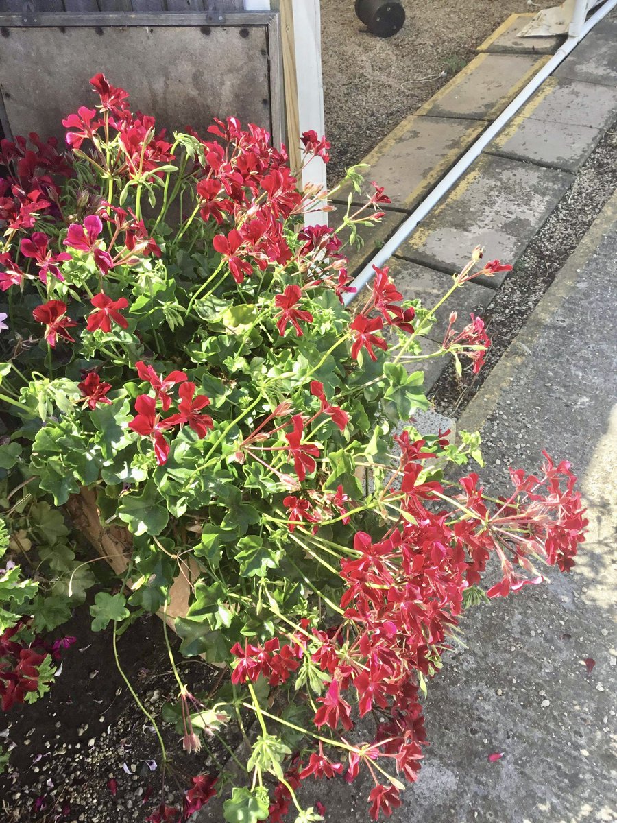 FibrexNurseries's tweet photo. At the PAGS AGM on Saturday l was able to share the good news We have found a buyer for Fibrex Nurseries. Edd will move the nursery to his site. 
We will help and support him as much as we can 
And you will be able to still buy your Fibrex Pelargoniums. We will keep you posted. https://t.co/WtMxbrqpOP